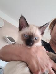 Siam-Kitten zu verkaufen nur noch ein Junge zu vergeben