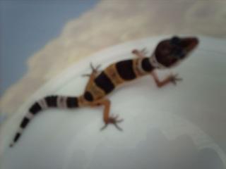 Leopardgecko Nachzucht 2021 abzugeben