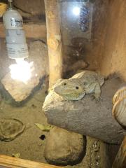 Zwei weibliche Bartagamen inkl Terrarium
