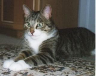 Grau-weiß-schwarz-braun getigerter Kater wird in Salzgitter vermisst 11 Jahre N