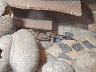 Terrarium mit 3 Leopardgecko Weibchen