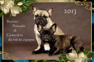 Wurfplanung Sommer 2021 Französische Bulldogge