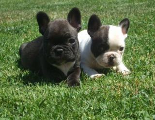 Französiche Bulldoggen Welpen aus dem Zwinger