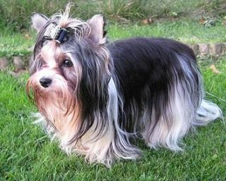 Hundepflege allround auch Hausbesuche möglich für kleine Hunde