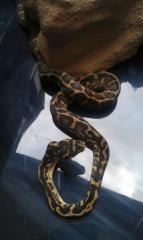Morelia Spilota Pärchen abzugeben TOP Genetik 150 Euro. Übergabe in Hamm mög