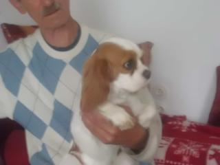 Wunderschönes Cavalier-King-Charles-Spaniel-Mädchen, 3 Jahre, Farbe blenheim