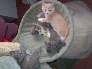 3 Süße BKH-Kitten suchen ein neues liebevolles zu Hause