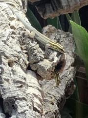 1, 1 Streifenzwergtaggecko Lygodactylus kimhowelli