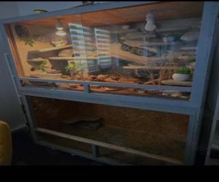 Leopardgecko inklusive Terrarien