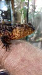 Shinisaurus crocodilurus