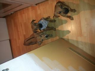 Rhodasian ridgeback michlinge
