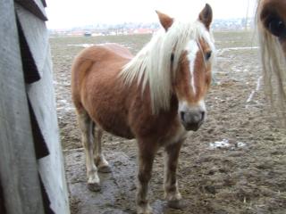 Tierkommunikation bei Braunschweig und deutschlandweit. Tiergespräche, Seminare,