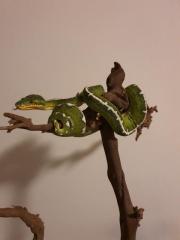 Suche nach Corallus batesii