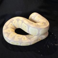 Königspython Python Regius