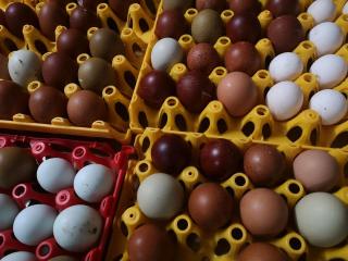 Ostereier easteregger hühner küken bruteier marans cream legbar