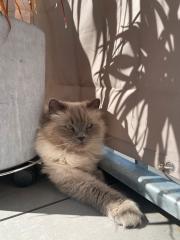 Birma Katzen