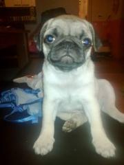 Mops Jimmy vermisst