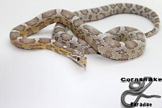 1. 0 Snow / 0. 1 Ultra Anery NZ 10 / 1. 0 Pantherophis Emoryi NZ 05