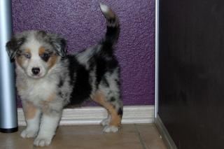 Australian Shepherd Welpen Blue Merle und Black Tri Hündin und Rüden