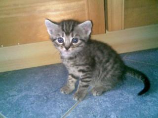 Echte Maikatzen, Katzenwelpen, Katzenbabys, Katze, Kater