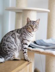 Vermisst entlaufen Bengalkatze