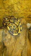 Königspythons Het Piebald / Het Albino 1, 0 Yellow Belly