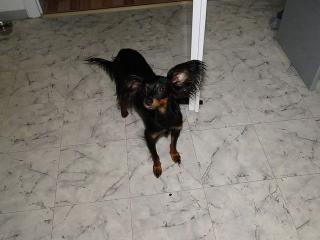 Russischer Toy Terrier sucht Freundin