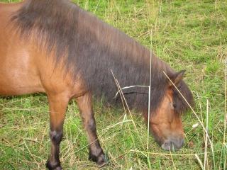 2 Beistell- oder Therapie Ponys