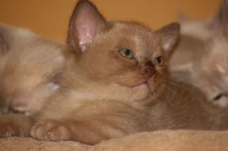 Biete abgabebereite Burma Burmesen Kitten in d. Farben creme, lilac-tortie cho