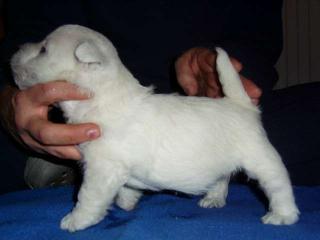 West Highland White Terrier Welpen vom Züchter