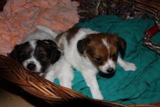 Jack Russel - Papillon Welpen sehr süß Münster /Dortmund