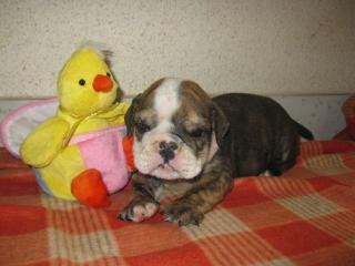 English Bulldog Welpen von Züchter zu verkaufen