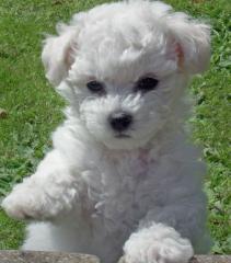 5 Bichon a poil Frise Welpen