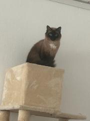 Heilige Birma-Siam Katzen Dame