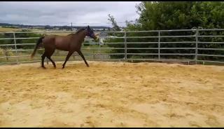 Gangpferd Missouri Foxtrotter Stute 3 Jahre, Endmaß geschätzt 158