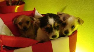 Chihuahua - Mischlingswelpen