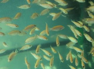 Nilbuntbarsch Tilapia