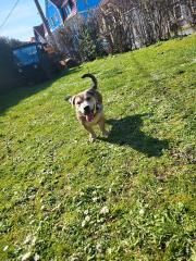 Boxer Mischling