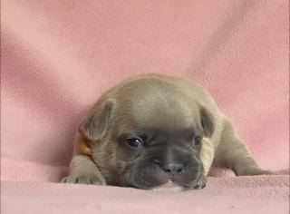 Französische Bulldogge mit Papiere