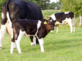 Bullkalb / Saugkalb, DSN