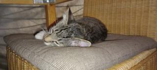 2 kitten 4 Monate alt