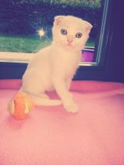 5 BKH Kitten