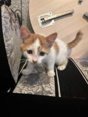 Weiße Katze