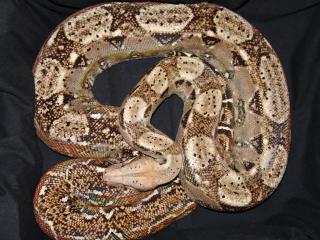 Crawl Cay-Boas Boa c. imperator