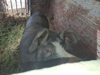 Eber Schwein