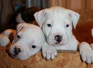 American Bulldog Welpen