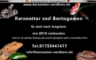 Nachzuchten von Kornnatter und Bartagamen 2021