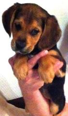 Super Süße Golden Retriver- Beagle Welpen