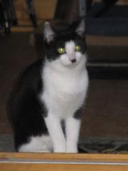 6 Monate alter Kater sucht neuen Kuschelplatz