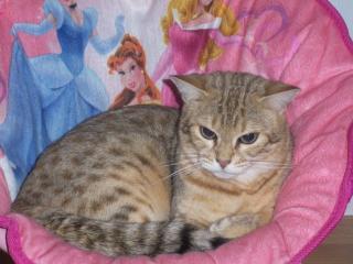 Bengal Babys